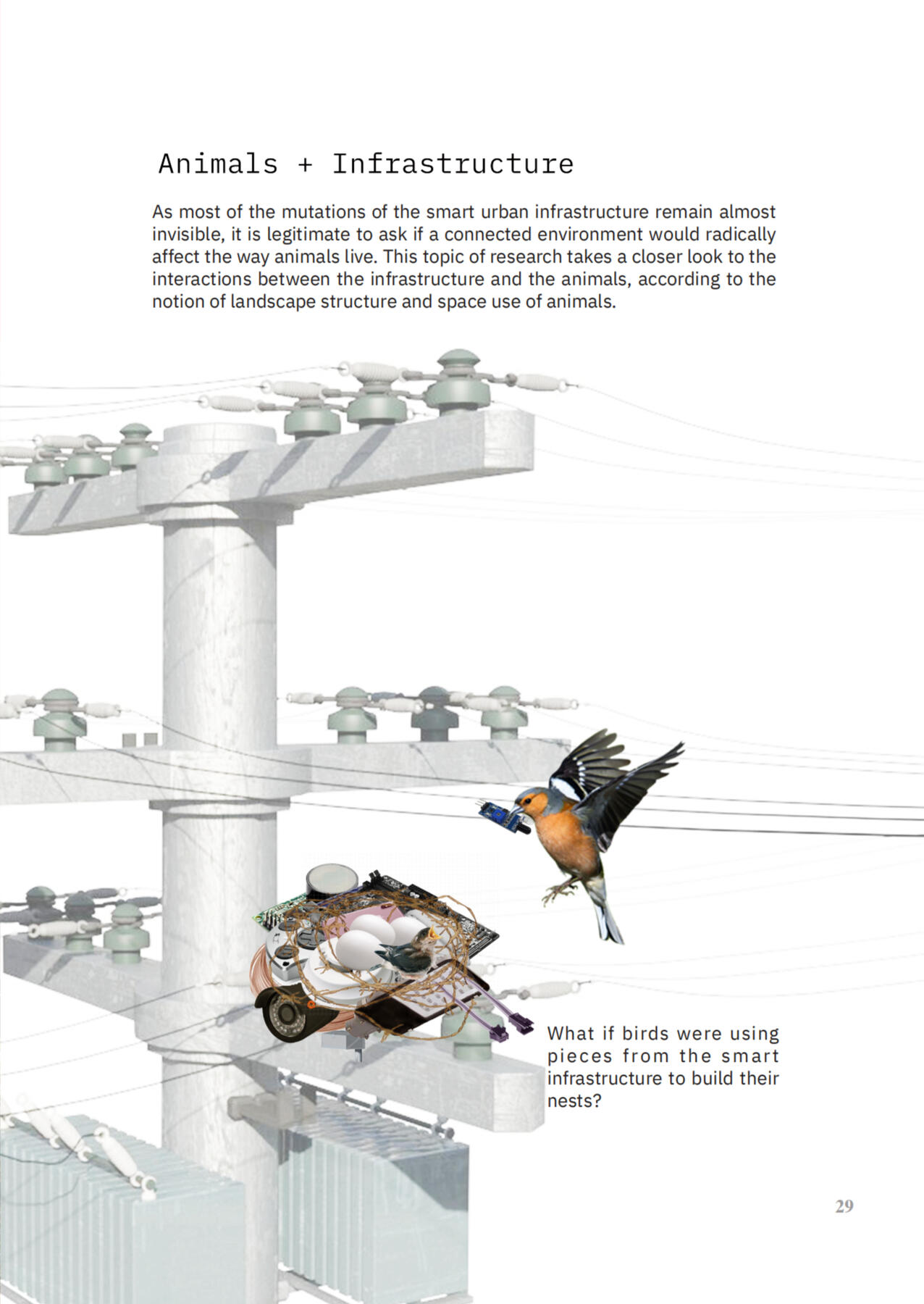 Animals + Infrastructure
